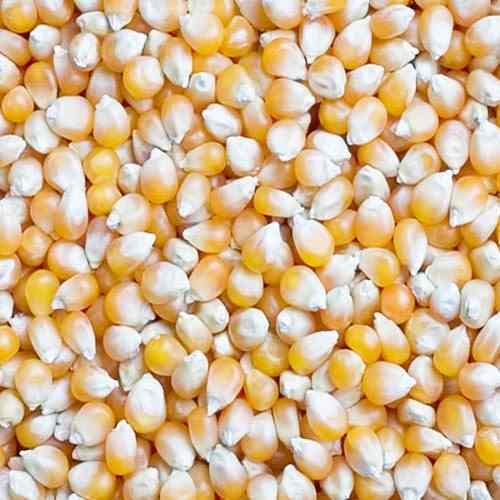 Maize