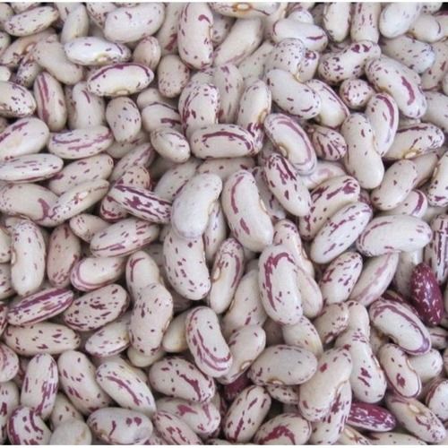 High Nutritional Speckled Kidney Beans