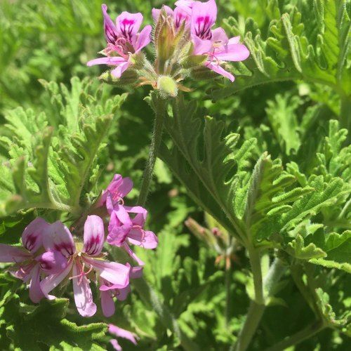 Pure Geranium Essential OIl