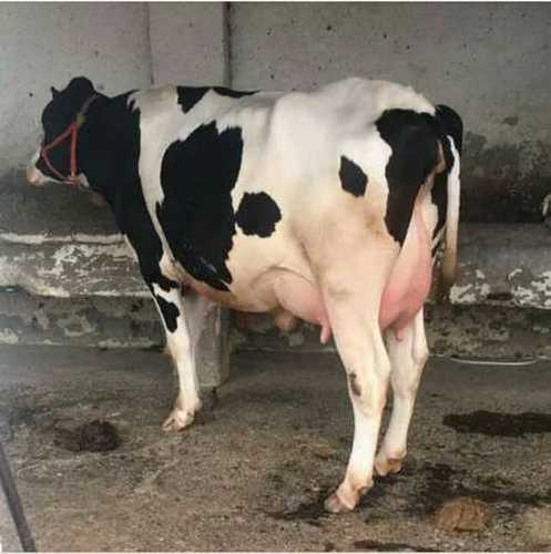 (Holstein Fresian) HF Cow
