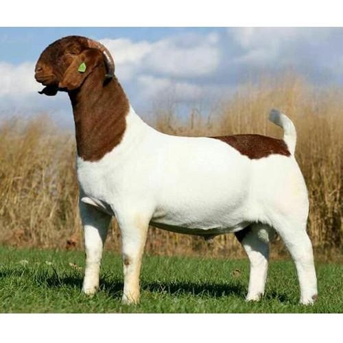 Boer Breed Goat