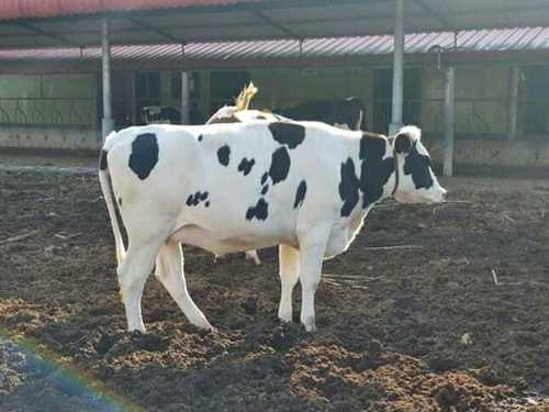 HF Cow For Dairy Use