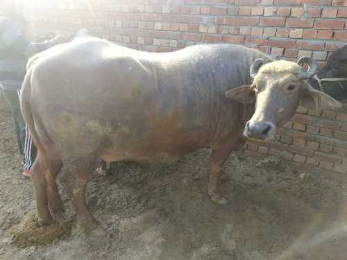 Murrah Buffalo For Farming Use