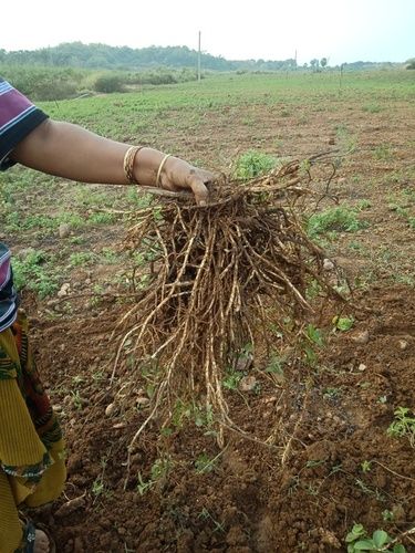 High Strength Mentha Root Film Length: 100 To 1000  Meter (M)