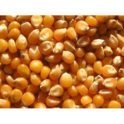 Dry Yellow Maize Seeds