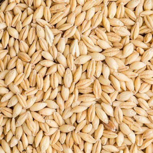 High In Protein Barley Grain