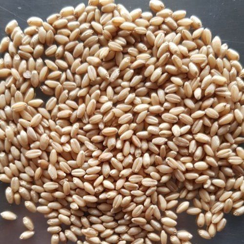 High in Protein Organic Wheat Grain