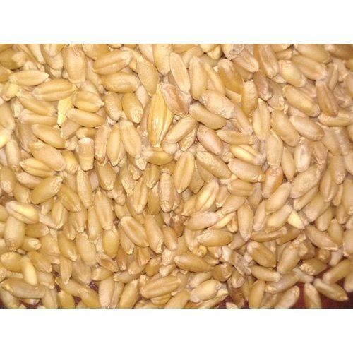 Light Yellow Milling Wheat Grain 50Kg