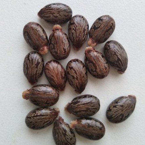 Natural Castor Oil Seeds