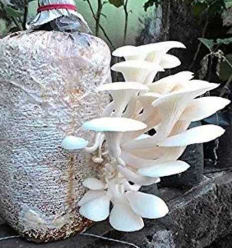 Fresh Natural Oyster Mushroom