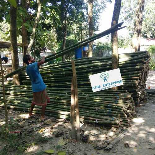 Green 18 Feet Bamboo Pole