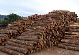 Round Shape Timber Logs