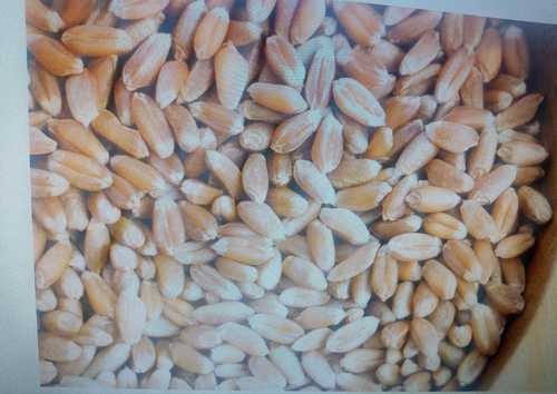 Yellow 100% Pure Organic Wheat 