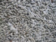 Pure Natural Cotton Seeds