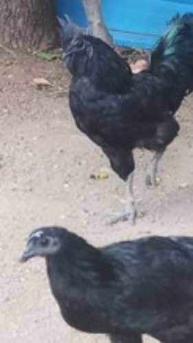 Wholesale Price Kadaknath Chicken