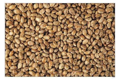 100% Natural Castor Seed