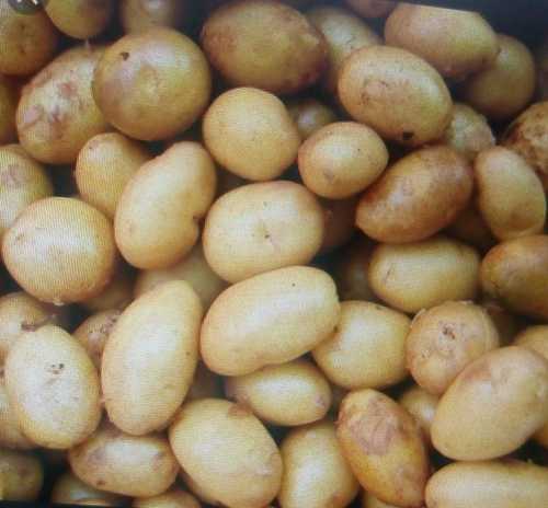 Fresh And Healthy Potato