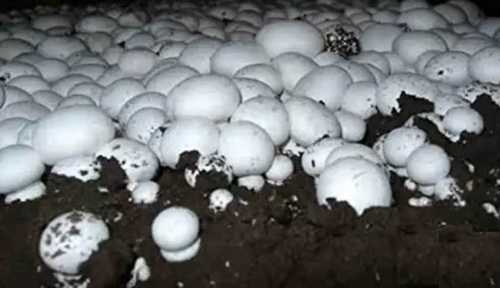 Fresh White Button Mushroom