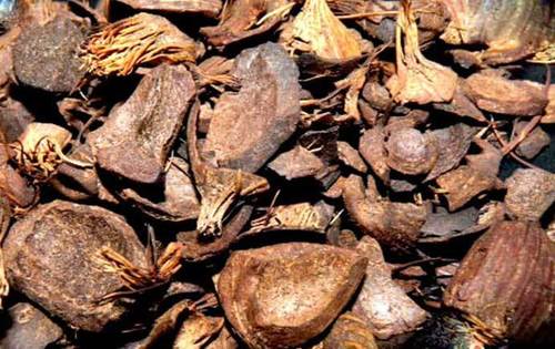 Palm Kernel Shells Of Coconut Fiber