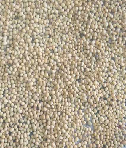 Yellowish Dried And Cleaned Soybean Seeds