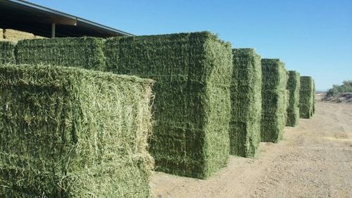 Nutrition Feeds Alfalfa Hay Bales