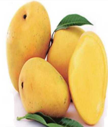 Tasty Fresh Fruits Mango