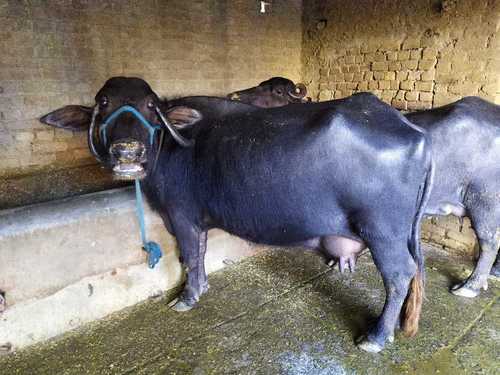 Black High Breed Murrah Buffalo at Best Price in Karnal | Royal Dairy Farm