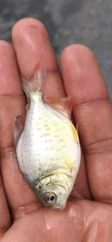 Rupchand Alive Fish Seeds