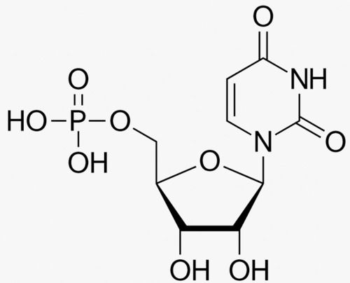 Uridine - 99% Pure White Powder, Laboratory Grade - Enhances Cellular Membrane Synthesis, Potential Cognitive Benefits