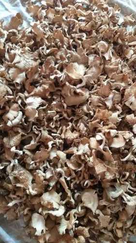 Organic Natural Dry Oyster Mushroom