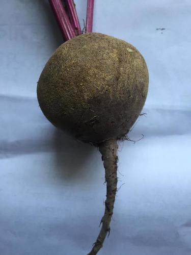 New Cultivated Raw Beetroot