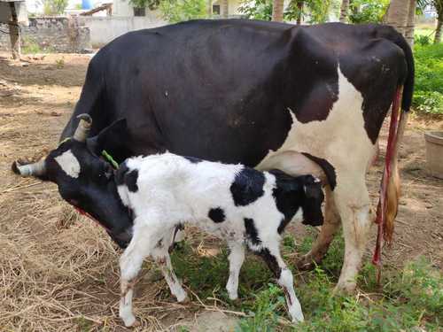 Dairy Use Jeresy Cow