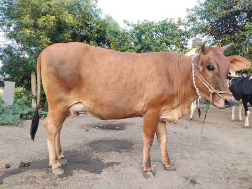 Dairy Use Sindhu Cow By Farmooze