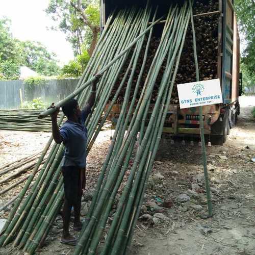 Green 16 Feet Bamboo Pole