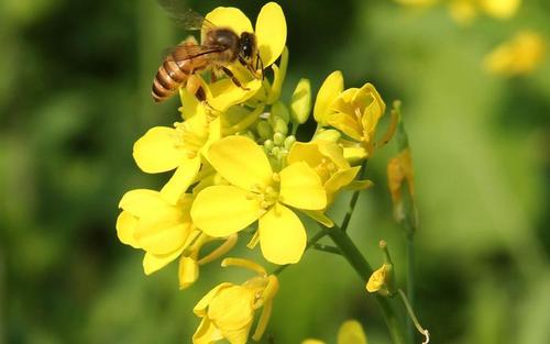 Hygienic Prepared Mustard Honey For Personal, Clinical, Cosmetics Use