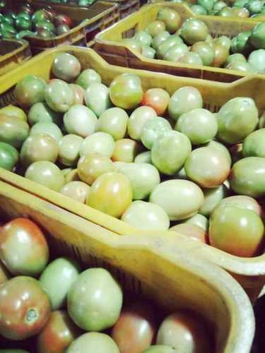 Fresh Organic Green Tomatoes 