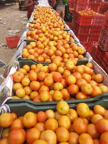 Round Fresh Organic Red Tomatoes 