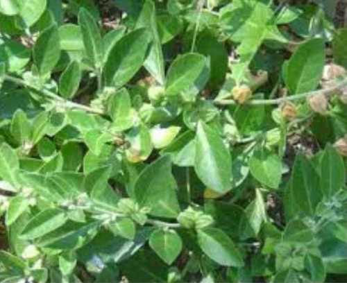 Herbal Ashwagandha Plants 