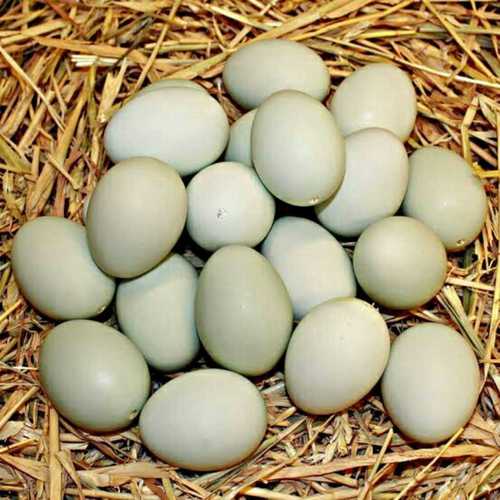 Indian Pond Duck Egg
