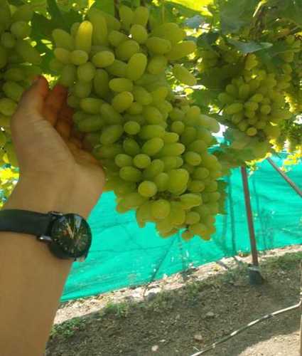 Fresh Green Grapes Fruits Origin: India