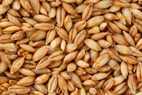 Barley Grains