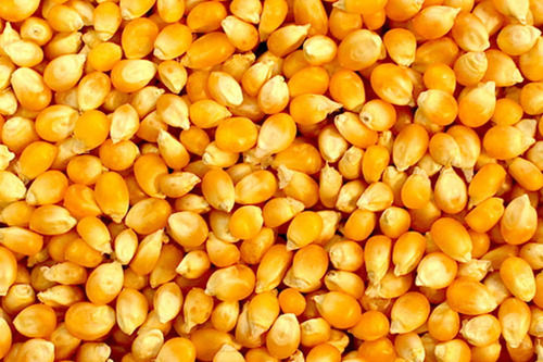 Excellent Taste Yellow Maize