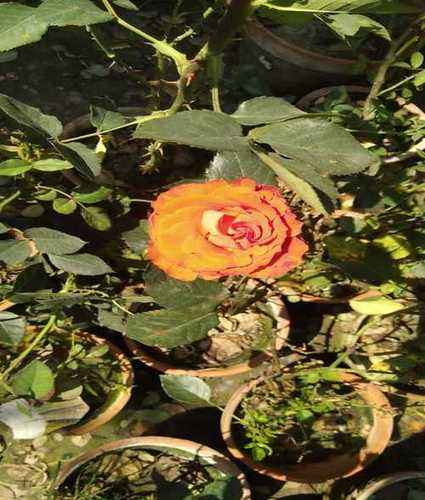 Orange Rose Flower Plant