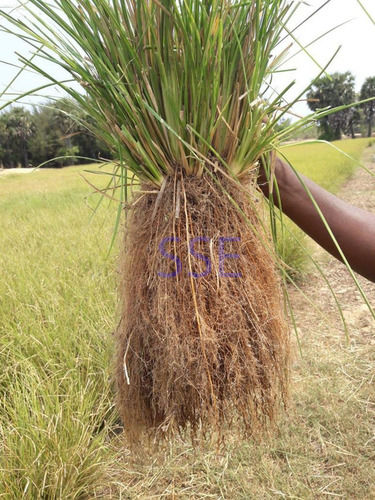 Vetiver Root, Vetiveria Zizanioides, Chrysopogon Zizanioides, Khus