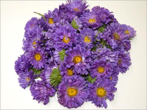 Fresh Aster Lavender Flower