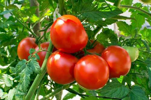 Fresh Natural Red Tomato