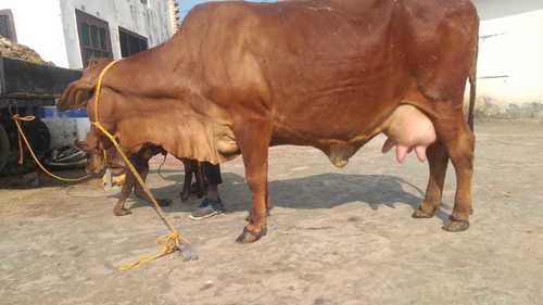 Healthy Sahiwal Cow