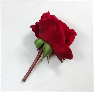 Fresh Flowers Red Rose 1.5 Inch Stem