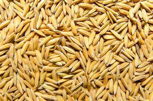 Organic Medium Grains Paddy Rice 