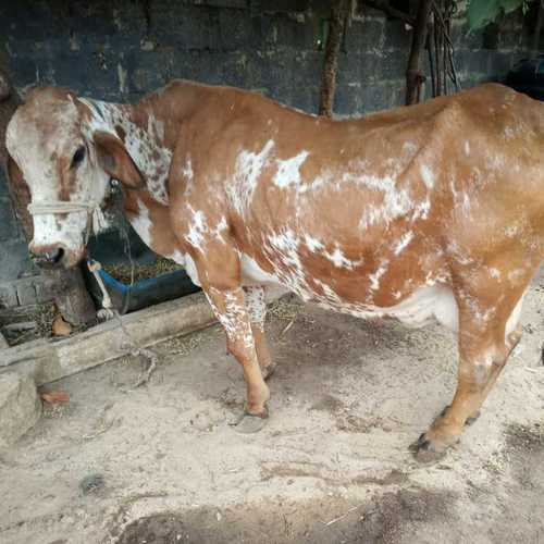 High Milk Yielding Gir Cow